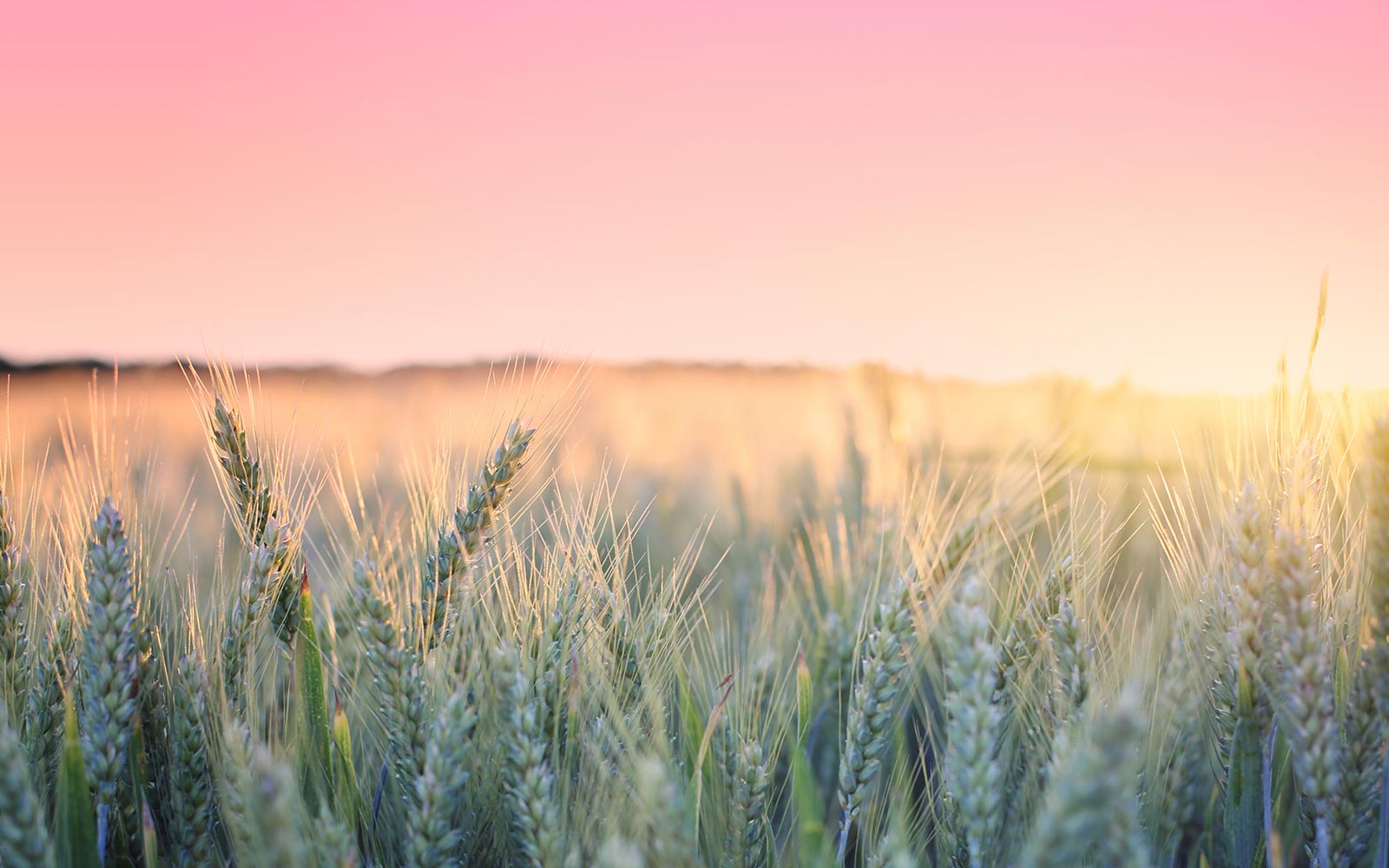 Présentation d’Aviron Aviron